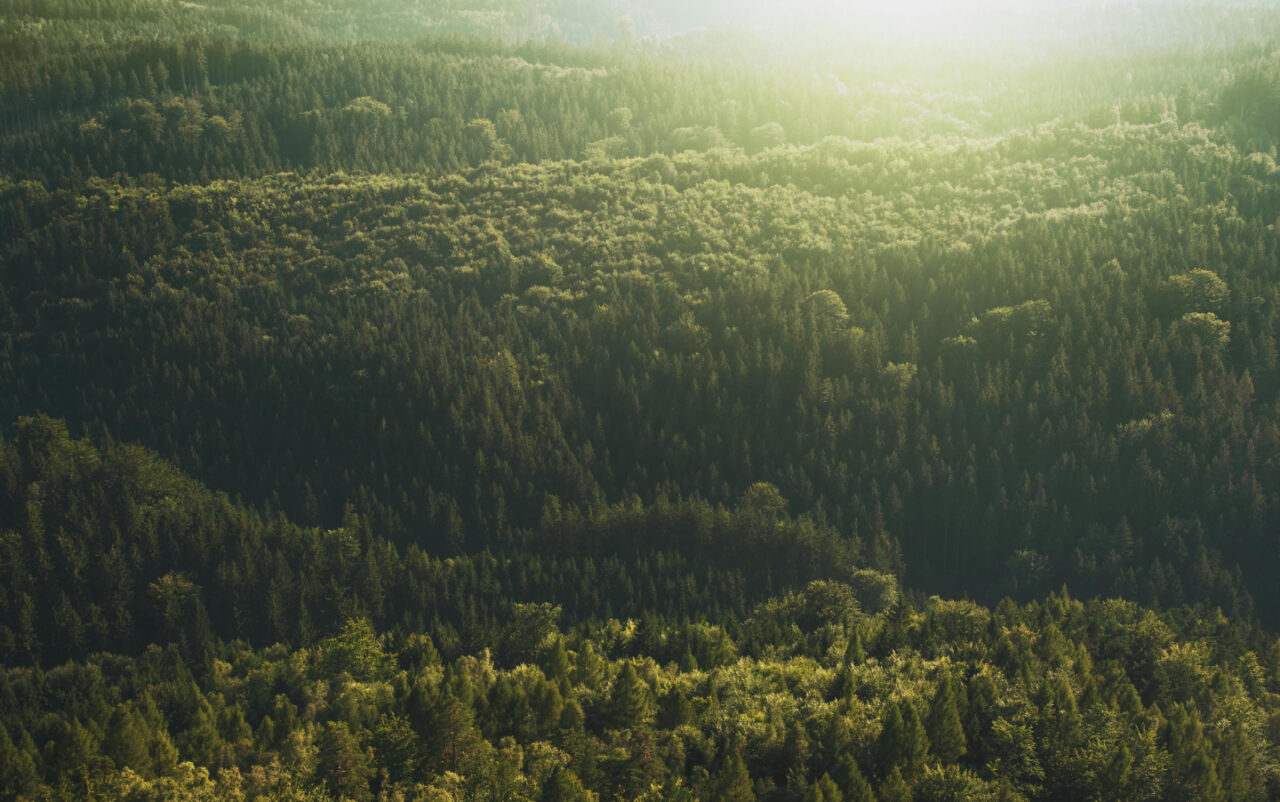 trees in a forest