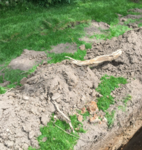 tree roots removal